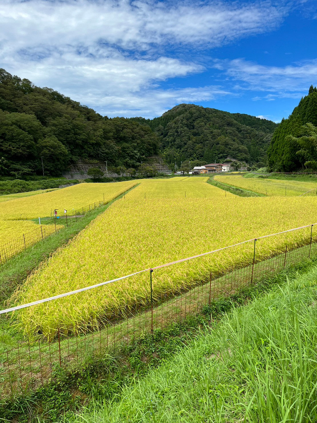 <京丹後産コシヒカリ>田渕さんちのおいしいお米(2合×6)
