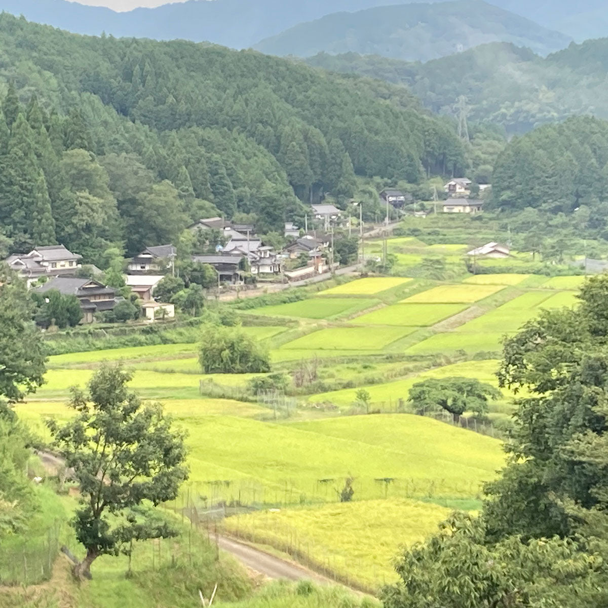 【京都丹波産】コシヒカリ 精米 10kg|福知山夜久野の産直米/スミちゃんファーム 新米 令和7年産【予約販売・10月中旬発送】