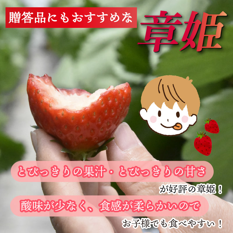舞鶴産 大粒いちご 章姫【1月中旬~3月20日迄発送】嵯峨根農園 産地直送