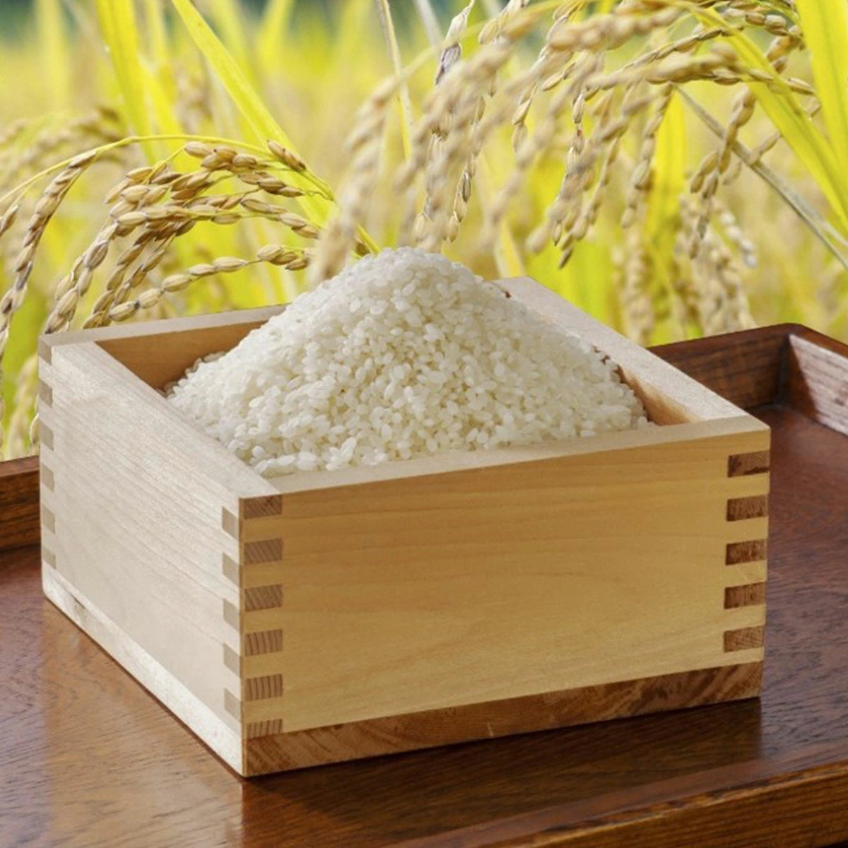 【京都丹波産】コシヒカリ 精米 10kg|福知山夜久野の産直米/スミちゃんファーム 新米 令和7年産【予約販売・10月中旬発送】