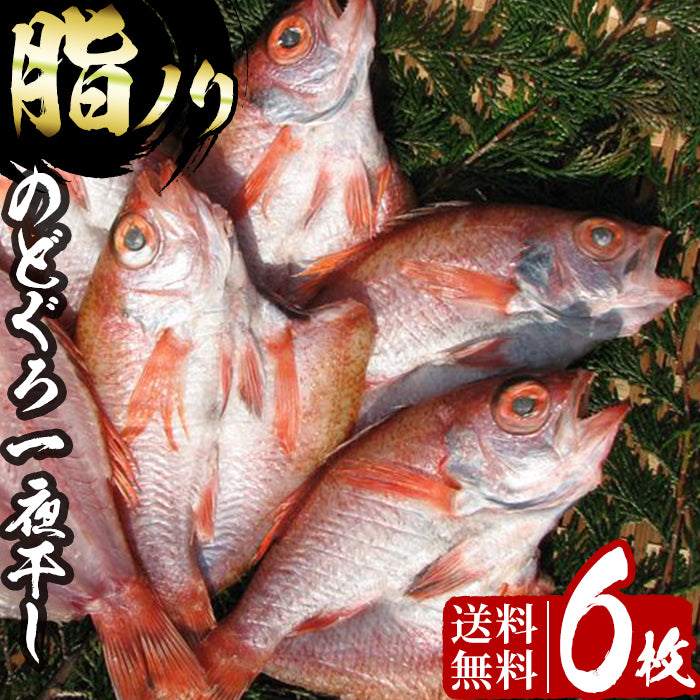 【日本海産】のどぐろ一夜干し 6枚 約1kg|脂のり抜群・旨み凝縮の高級干物【送料無料】