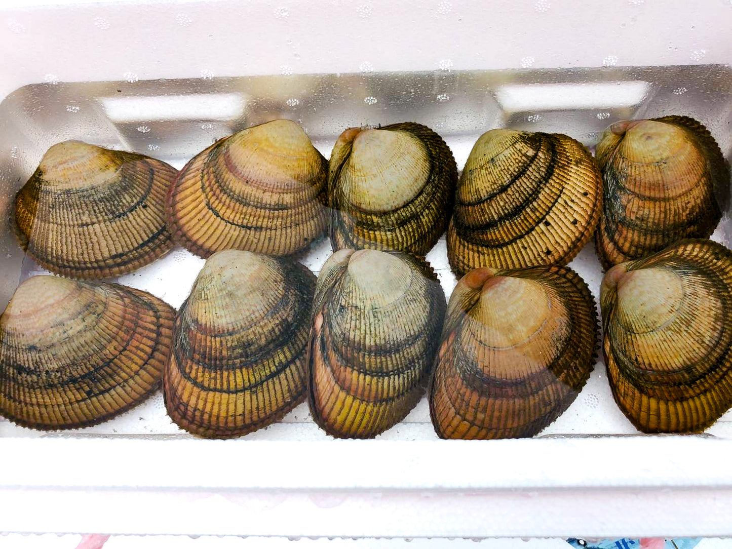 【期間限定】活きたまま殻付き 丹後とり貝(大)約150~169g 10入