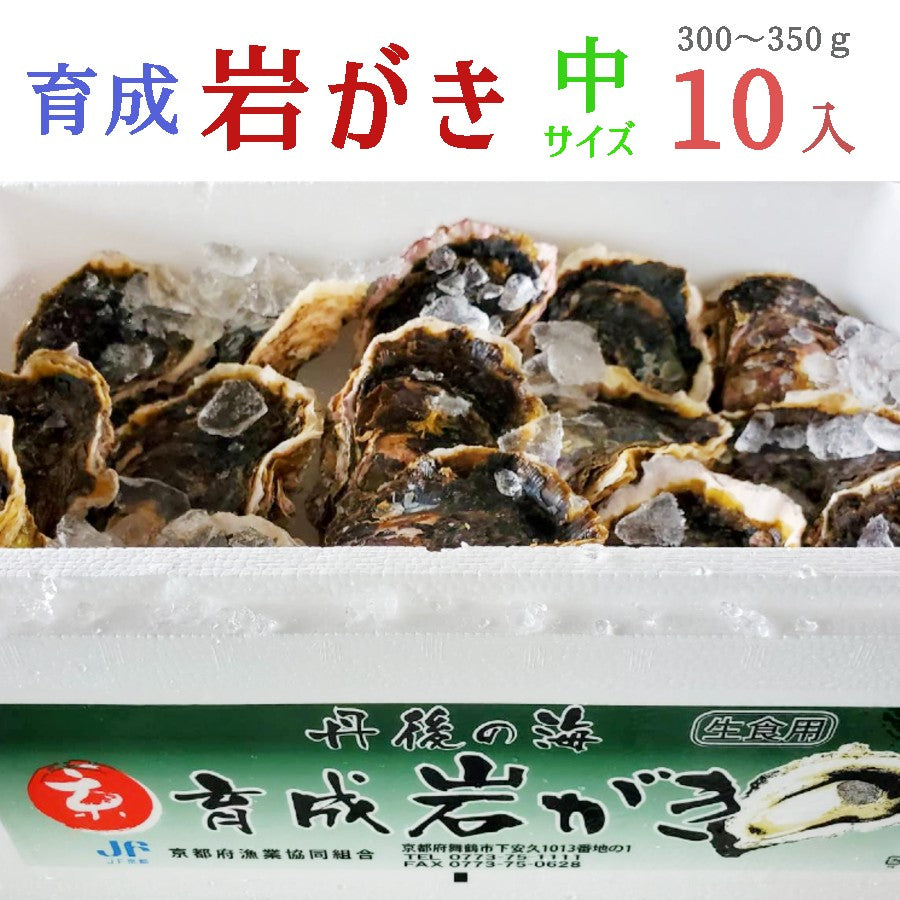【送料無料】舞鶴産 育成・天然岩ガキ(中)300g~350g 10個入