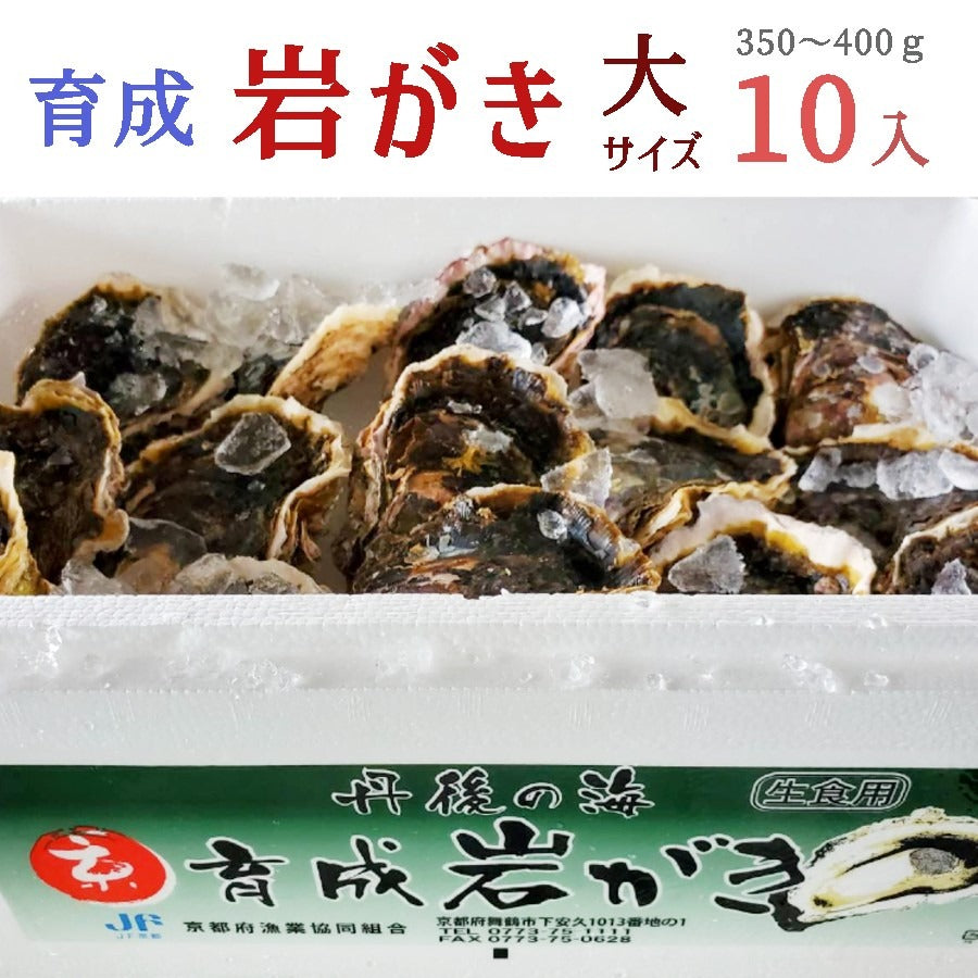 【送料無料】舞鶴産 育成岩牡蠣(岩ガキ) 大サイズ 10個入り(350g~400g)お取り寄せ海鮮グルメ