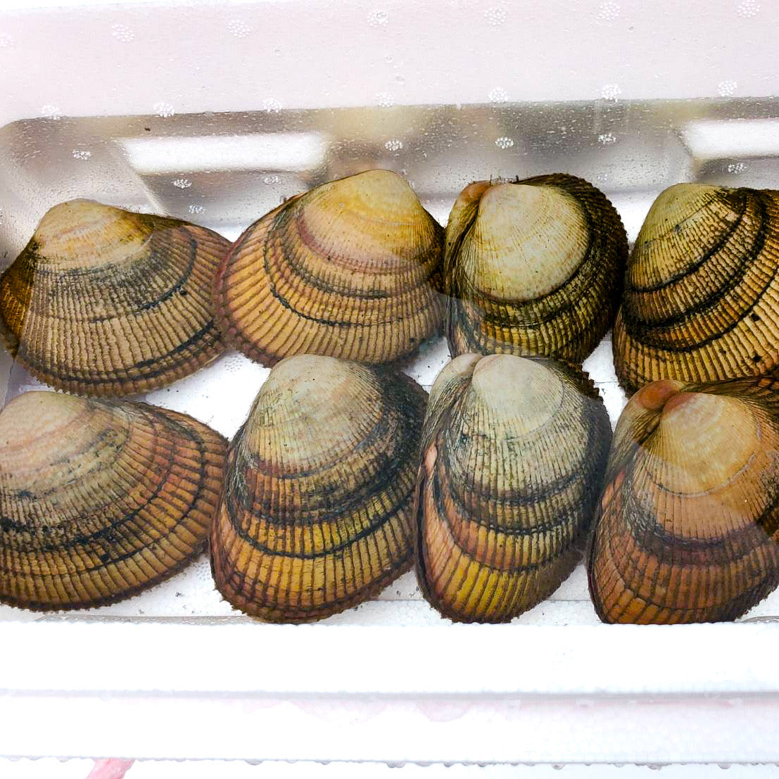 【期間限定】活きたまま殻付き 丹後とり貝(大)約150~169g 5入