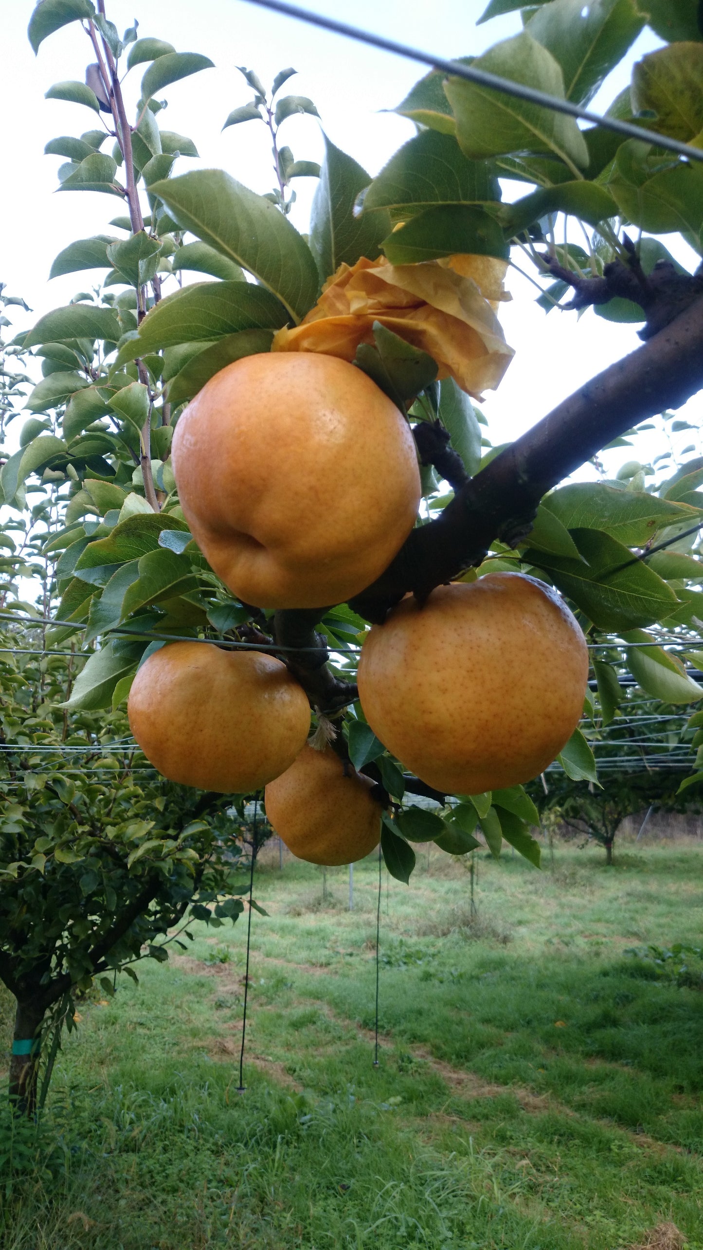 【送料無料・訳あり】京丹後産 愛宕梨 約5kg(4~7玉) 日下部農園直送|大玉で甘いご自宅用 期間限定 予約販売