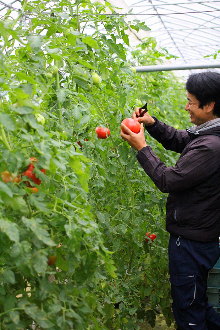 【送料無料】嵯峨根農園 野菜セット