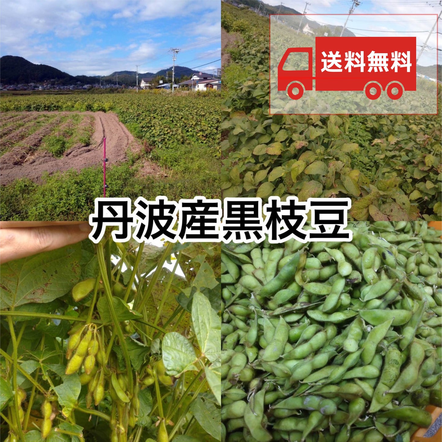 【送料無料】【訳アリ】プロトン凍結 丹波産黒豆枝豆(無選別)200g×5パック ・茹で方レシピ付き