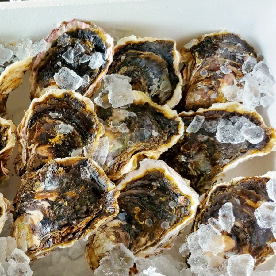 【送料無料】舞鶴産 育成・天然岩ガキ(中)300g~350g 10個入