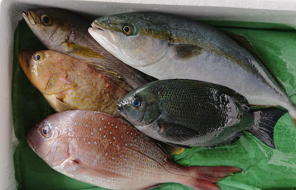舞鶴の海の恵みセット