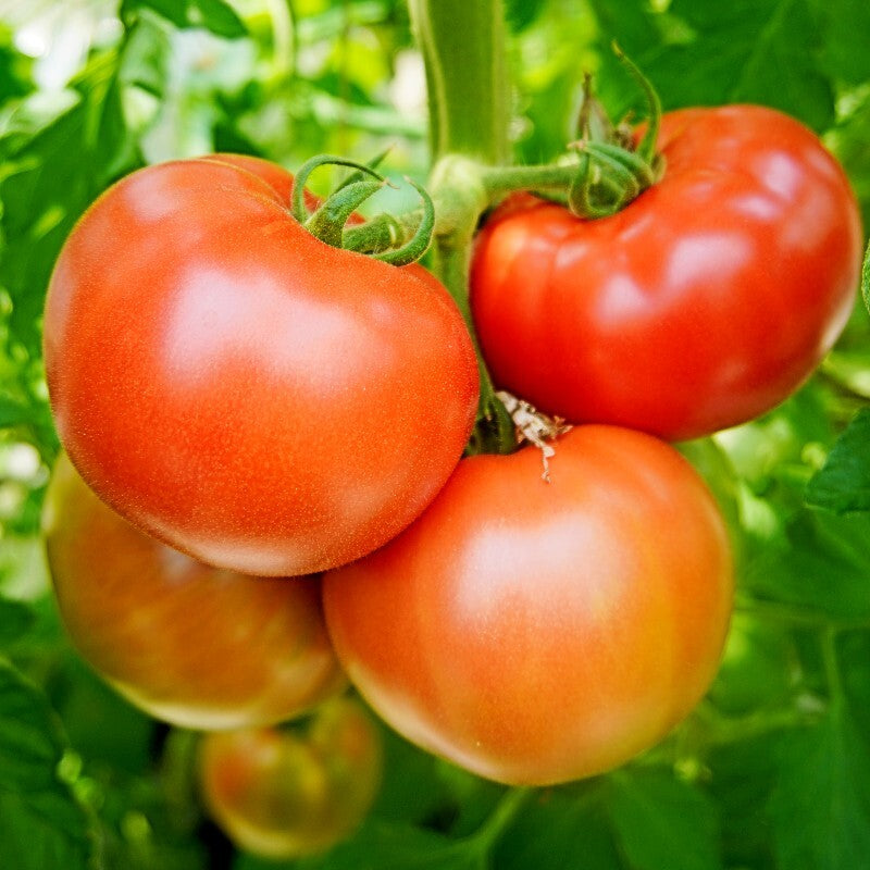 【送料無料】嵯峨根農園 野菜セット
