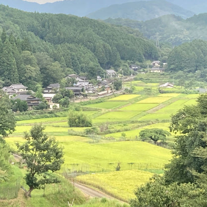 【京都丹波産】コシヒカリ 精米 10kg｜福知山夜久野の産直米／スミちゃんファーム 新米 令和7年産【予約販売・10月中旬発送】