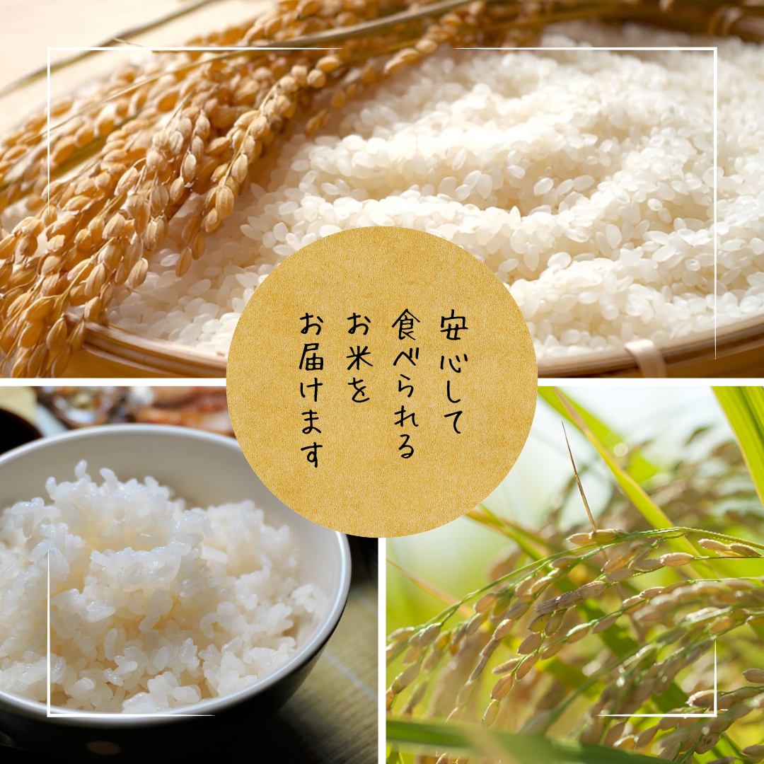 【送料無料】新米 令和7年産 京丹後産 ミルキークイーン 5kg｜甘みともっちり食感の低アミロース米