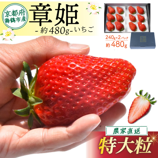 舞鶴産 大粒いちご 章姫【1月中旬～3月20日迄発送】嵯峨根農園 産地直送