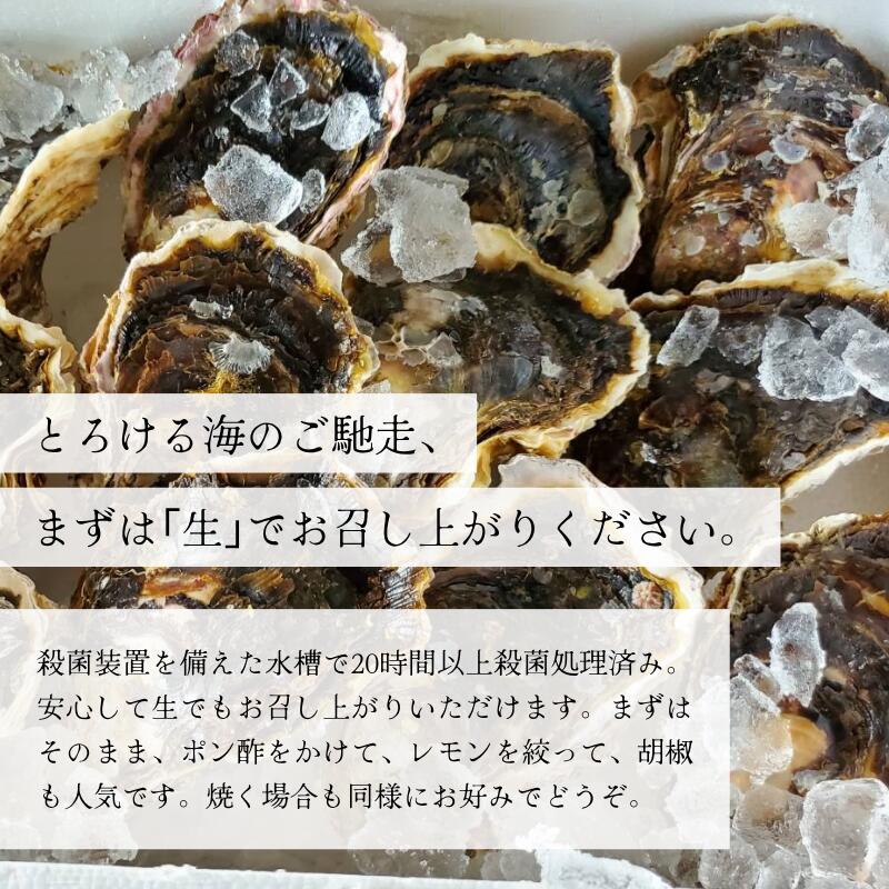 【送料無料】舞鶴産 岩牡蠣（岩ガキ）中サイズ 10個入（300g～350g）産地直送
