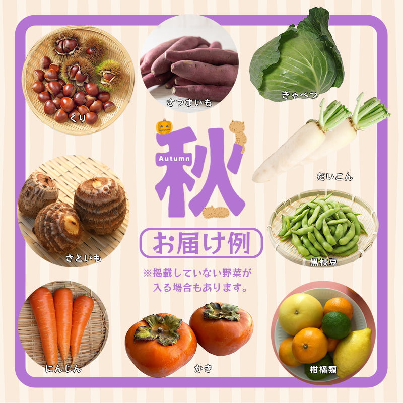 【送料無料】京都府舞鶴産中心 季節の野菜・果物セット 6～8種類 詰め合わせ｜旬の京野菜おまかせBOX