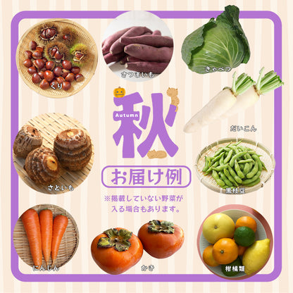 【送料無料】京都府舞鶴産中心 季節の野菜・果物セット 6～8種類 詰め合わせ｜旬の京野菜おまかせBOX