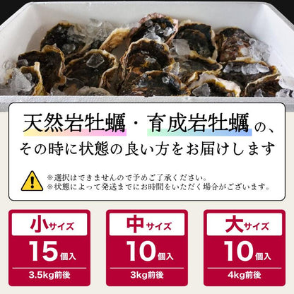 【送料無料】舞鶴産 岩牡蠣（岩ガキ）中サイズ 10個入（300g～350g）産地直送