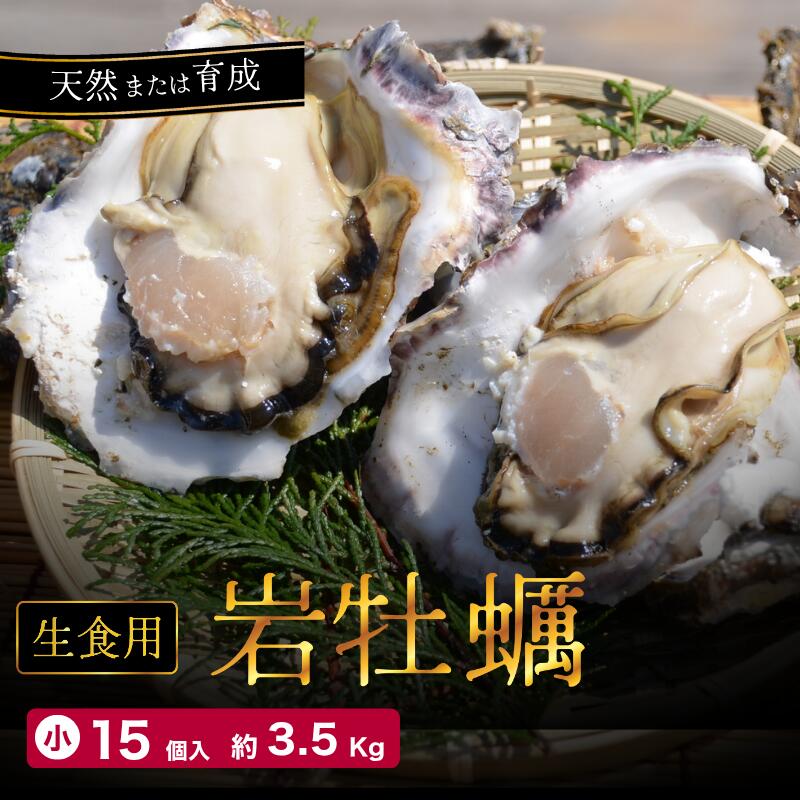 【送料無料】舞鶴産 岩牡蠣（岩ガキ）小サイズ 15個入（250ｇ～300ｇ）産地直送