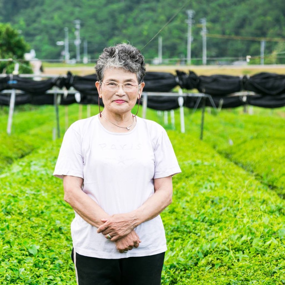 【舞鶴茶】玉露、抹茶入り煎茶（福紗、箱入り）【5年連続日本一】